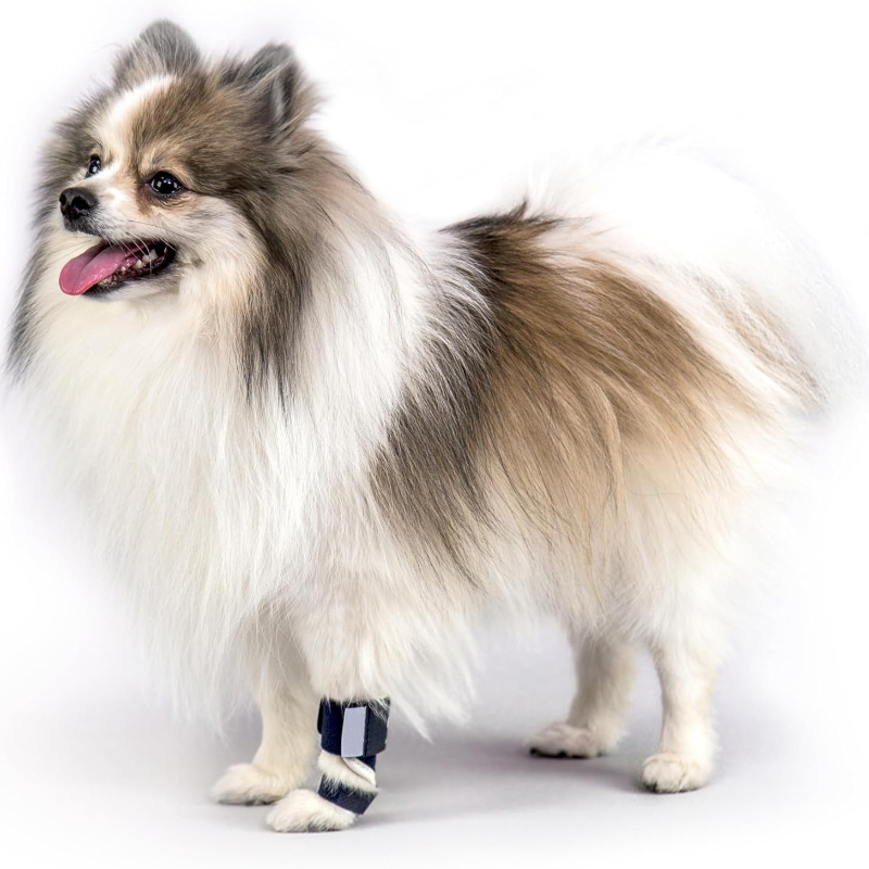Attelle de Soutien pour Chien  - Ankle Mobility Band avis et prix